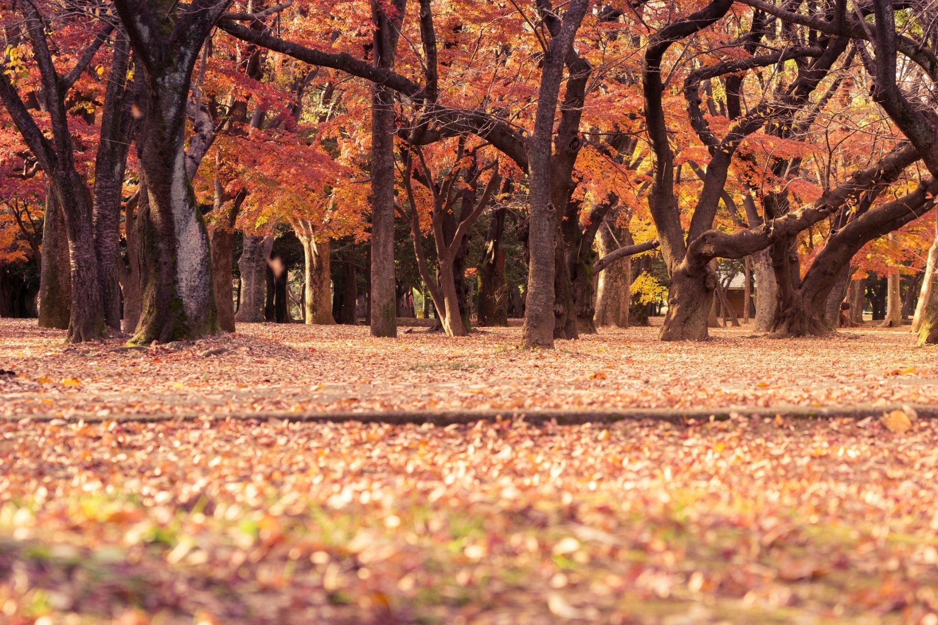 foliage-colori-autunno-riviera-adriatica-bosco-foglie-cadute