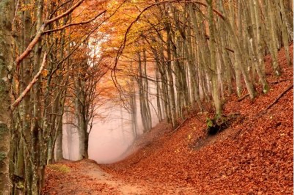 escursioni-e-sentieri-in-Riviera-parco-foglie-autunnno