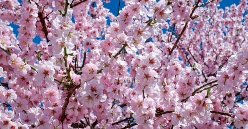 la primavera e i 5 sensi