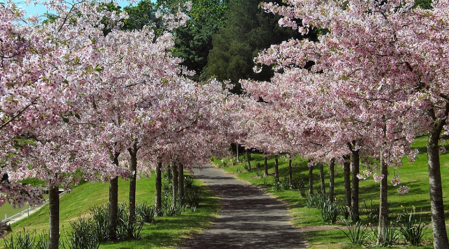 la primavera e i 5 sensi la vista